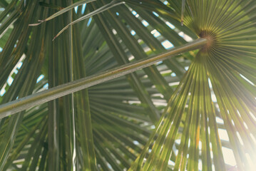Minimal nature wallpaper. A close-up of a large palm leaf with a central rib and several branches,...