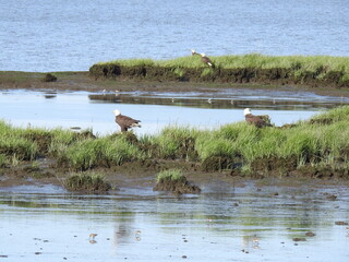 Bald eagles and dunlins enjoying a beautiful day at the Bombay Hook National Wildlife Refuge, Kent...