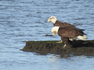 A pair of bald eagles enjoying a beautiful day at the Bombay Hook National Wildlife Refuge, Kent County, Delaware.