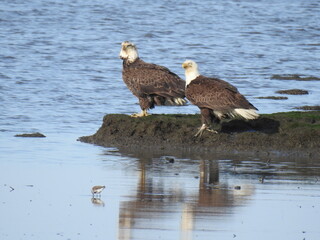 A pair of bald eagles enjoying a beautiful day at the Bombay Hook National Wildlife Refuge, Kent County, Delaware.