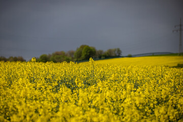 Obraz premium Rapsfeld