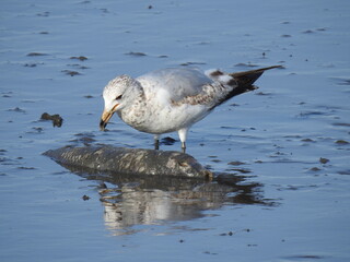 A hungry ring-billed gull, standing in the muddy wetland water, feasting on a dead fish. Bombay Hook National Wildlife Refuge, Kent County, Delaware. 