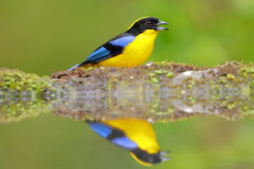 Fototapeta premium Blue-winged Mountain Tanager (Anisognathus somptuosus) Ecuador