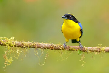 Blue-winged Mountain Tanager (Anisognathus somptuosus) Ecuador