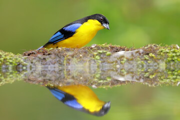 Naklejka premium Blue-winged Mountain Tanager (Anisognathus somptuosus) Ecuador