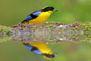 Blue-winged Mountain Tanager (Anisognathus somptuosus) Ecuador