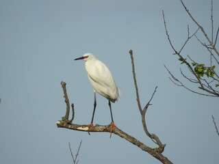 A snowy egret perched on a tree branch, under a blue sky. Bombay Hook National Wildlife Refuge, Kent County, Delaware.