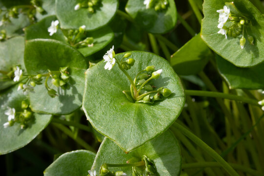  Fresh flowering winter purslane plants close up full frame