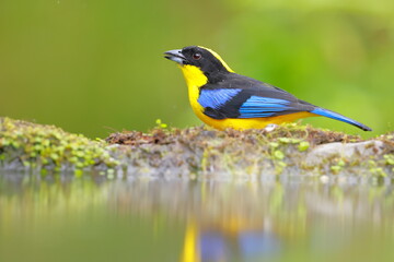 Blue-winged Mountain Tanager (Anisognathus somptuosus) Ecuador