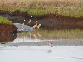 A group of great blue herons hanging out in the evening hours, just before sunset, within the wetlands of the Bombay Hook National Wildlife Refuge, Kent County, Delaware.