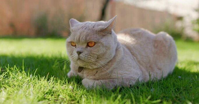 Cute Scottish cat close up in backyard garden. Gray furry cat outdoor lies on lawn