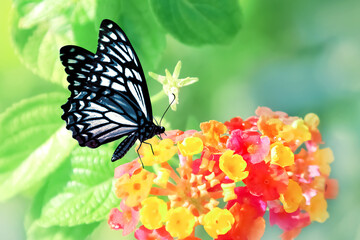 Tropical butterfly and yellow-red flowers - 788535716