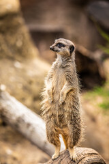 Meerkat Watch