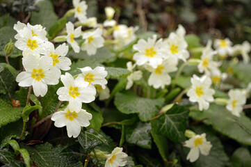 Obraz na płótnie Canvas Pale Yellow Primroses: Spring Floral Beauty in Devon