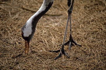 Obraz premium Grue cendrée,.Grus grus, Common Crane