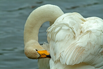 Cygne chanteur,.Cygnus cygnus, Whooper Swan