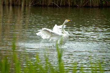 Cygne chanteur,.Cygnus cygnus, Whooper Swan