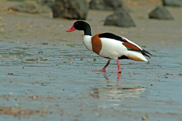 Tadorne de Belon,.Tadorna tadorna, Common Shelduck