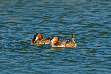 Grèbe huppé,.Podiceps cristatus, Great Crested Grebe