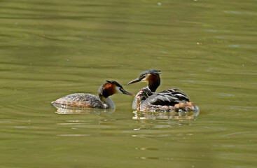 Grèbe huppé; male et femelle avec jeunes sur le dos, .Podiceps cristatus, Great Crested Grebe