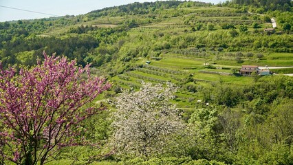 Landscape surrounding the medieval town of Oprtalj in the central northern part of Istria County,...