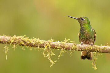 Buff-tailed coronet (Boissonneaua flavescens) Ecuador 