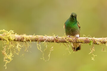 Buff-tailed coronet (Boissonneaua flavescens) Ecuador 