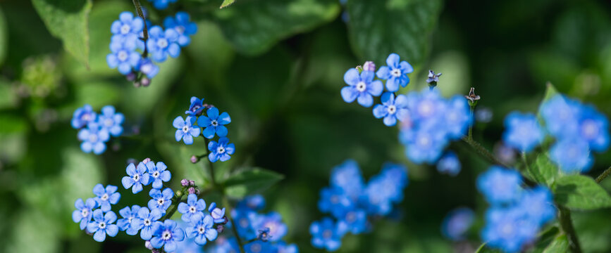 Bright miniature blue brunner flowers.Natural floral background.