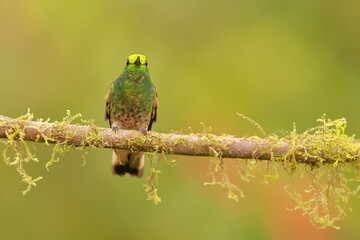 Buff-tailed coronet (Boissonneaua flavescens) Ecuador 
