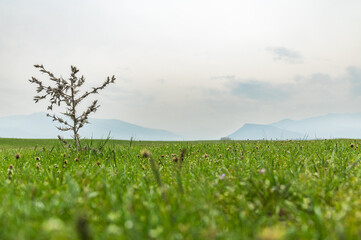 Spring mountain meadow. Spring flowers of Central Asia, flora of Kyrgyzstan. Selective focus.