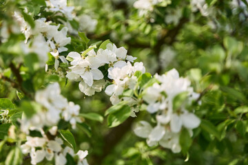 Kwiaty kwitnącej dzikiej jabłoni - obrazy, fototapety, plakaty