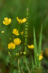 Jaskier, rodzaj roślin zielonych z rodziny jaskrowatych, kwiaty promieniste żółte