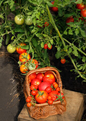 basket with red ripe tomatoes in greenhouse, natural background. Fresh picking tomatoes. gardening vegetable harvest season. cultivation of useful healthy Organic vegetables. - obrazy, fototapety, plakaty
