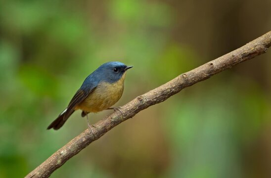 Beautiful bird in nature Slaty-blue Flycatcher