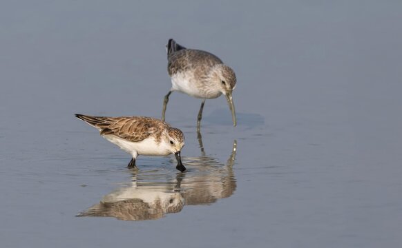 Birds that naturally feed in water Spoon-billed Sandpiper