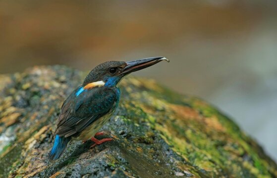 Beautiful bird in nature Blue-banded Kingfisher