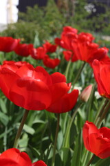 in the photo there are red tulips in the garden close-up