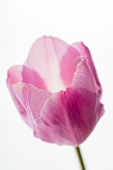 Obraz na płótnie Canvas tulip flower on the white