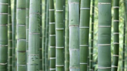 Verdant Bamboo Forest Serenity - A Tranquil Green Oasis