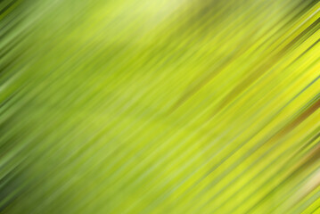 abstract background. Palm leaf edited with soft focus filter and motion blur