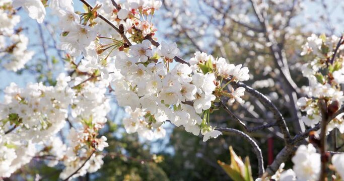 Flowering cherry blossom on a cherry tree close up. Blossoming of white petals of a cherry flower with sunshine.