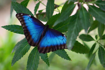 Morpho peleides or  blue morpho Peleides, common morpho or emperor is an iridescent tropical...