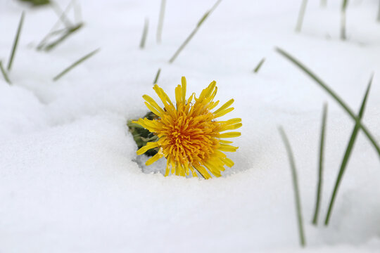 Löwenzahnblüte im Schnee. Kaltes Wetter mit Schneefall im Frühling
