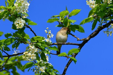 chiffchaff
