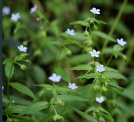 Omphalodes scorpioides grows in the wild in the forest