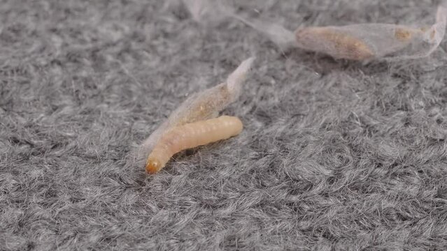 clothes moth caterpillar, Tineola bisselliella, crawls on woolen jacket, eats wool, brown insect, Clothes moth, selective focus, pest concept, destruction and damage to clothes in house