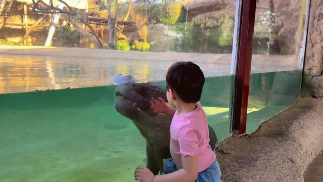 Little girl looking at little hippopotamus in aquarium, little child in zoo