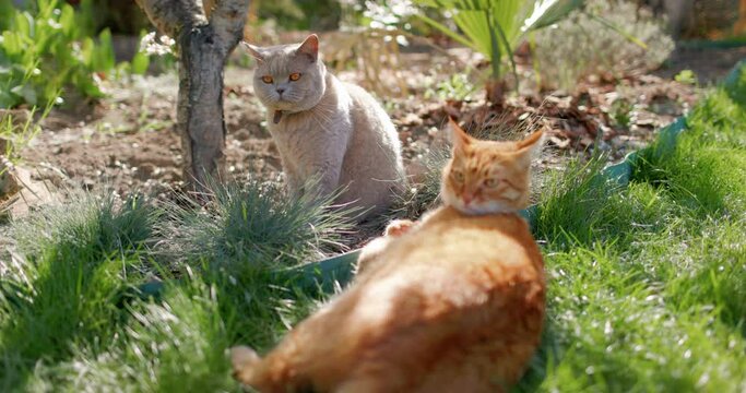 Cute ginger and scottish cat relaxing in backyard garden. Furry couple cats outdoor lies on lawn