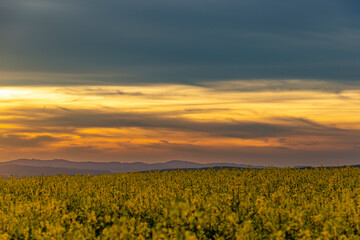 Yellow rapeseed field. Blooming canola flowers.