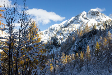 Larches in autumn dress on snow covered ground